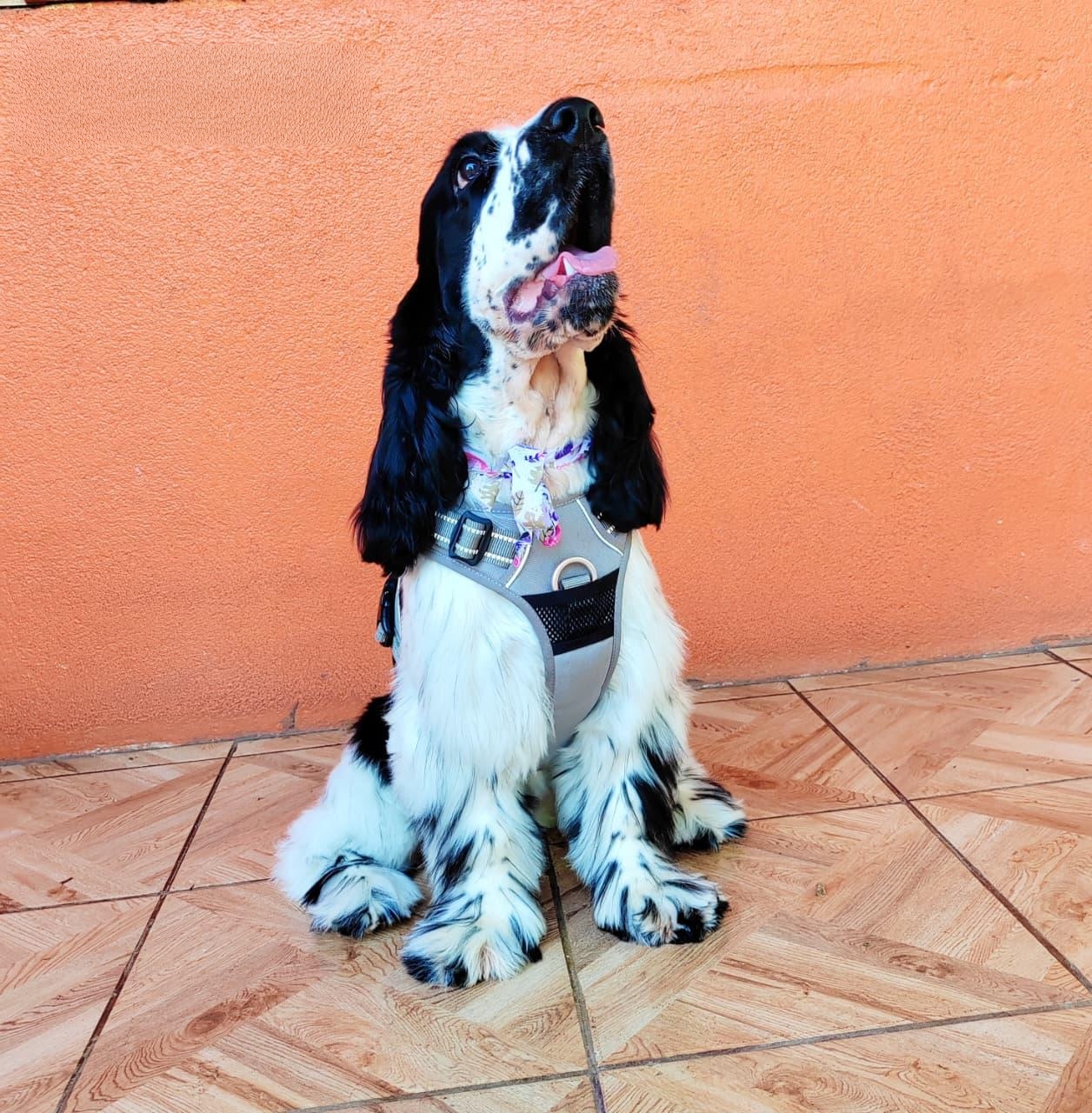 Pet 8