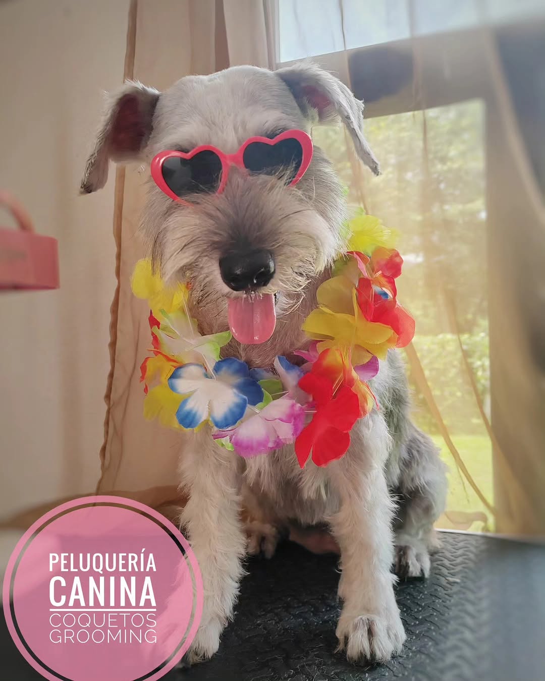 Professional Pet Grooming Service - Baño y Peluquería Canina Coquetos Grooming