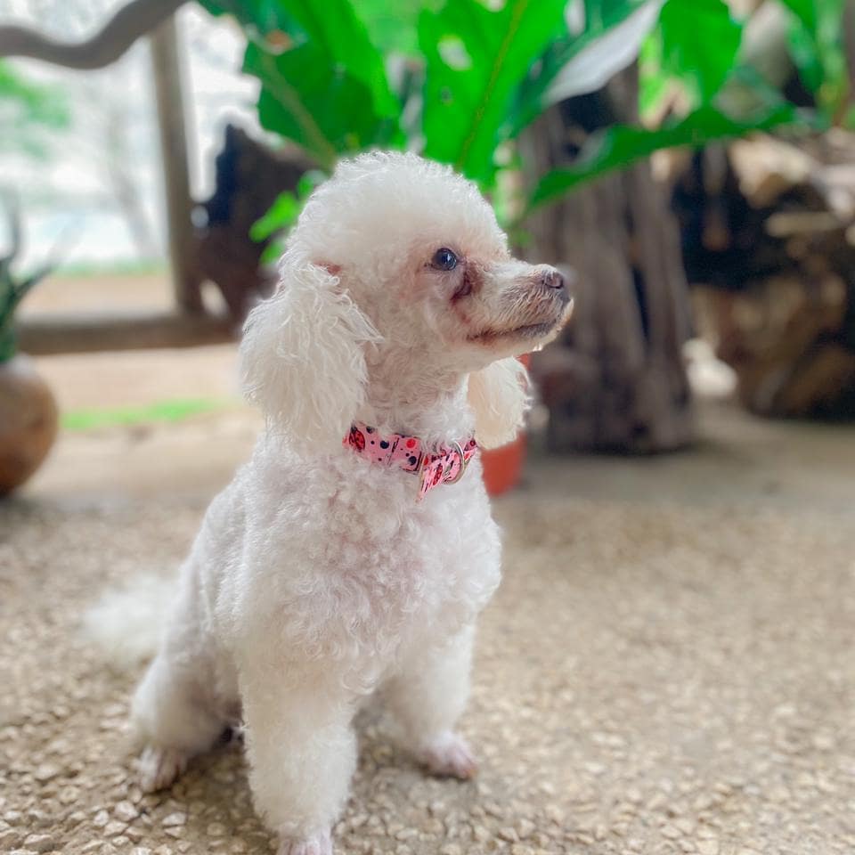 Pet 4