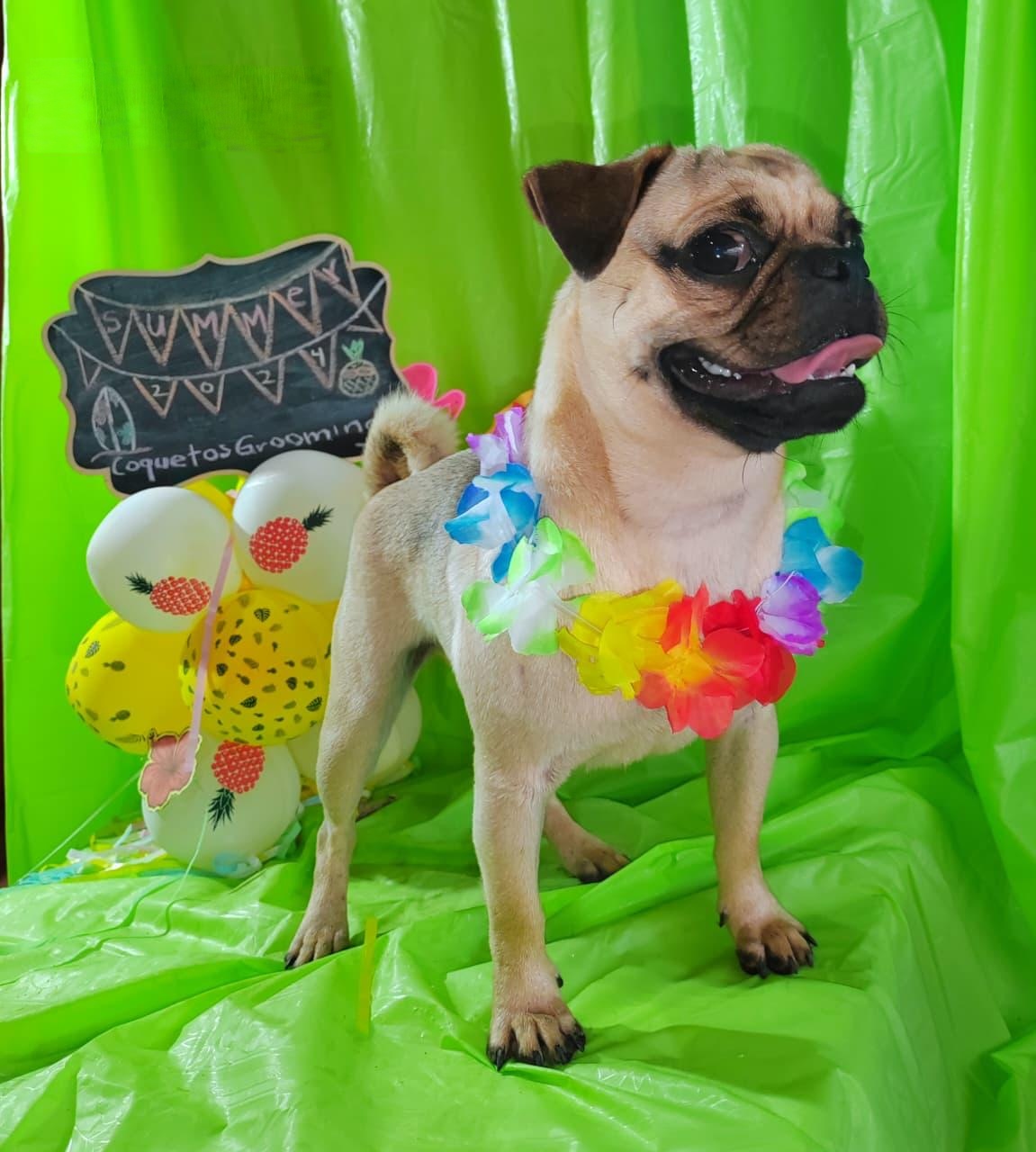 Pet 20