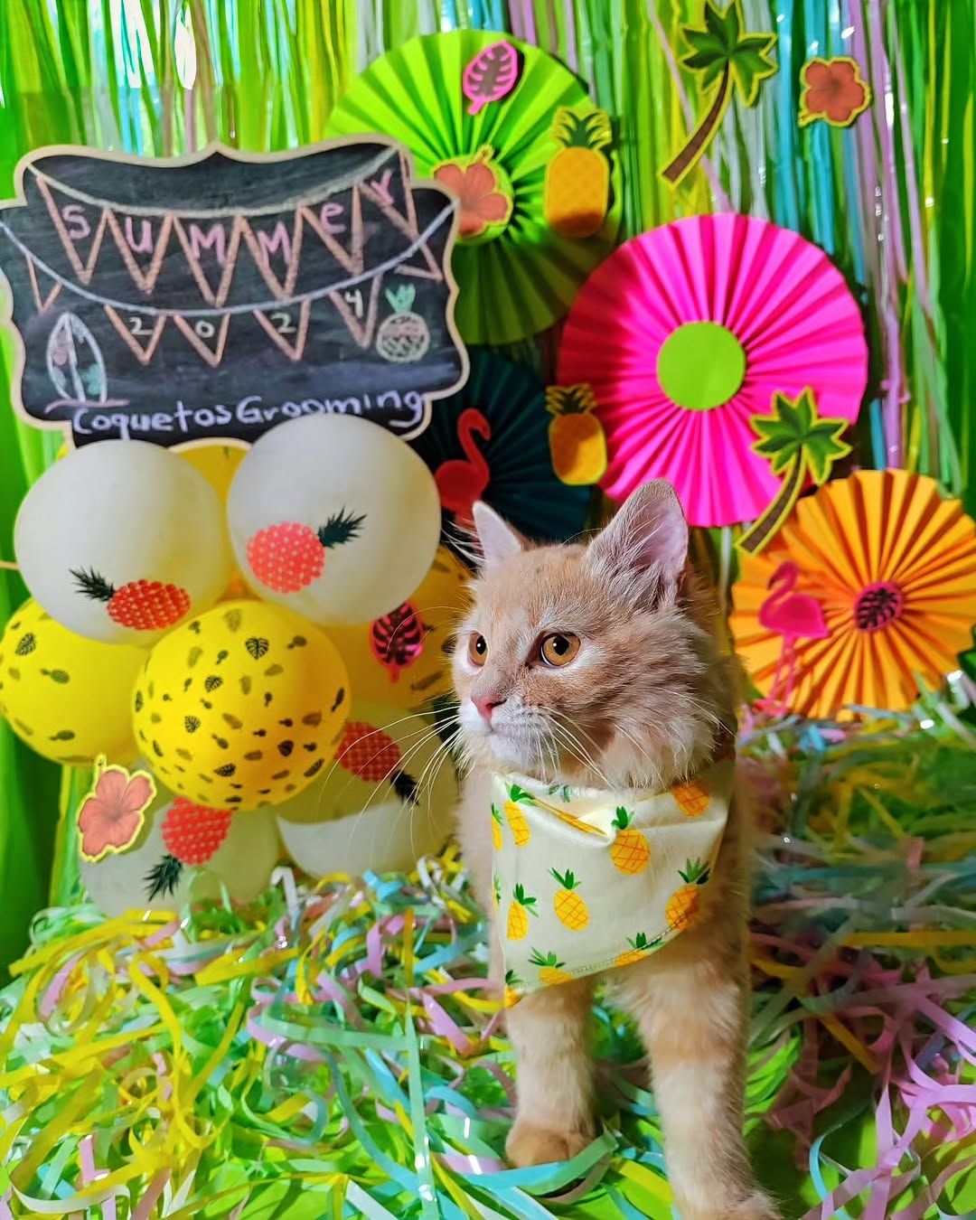 Pet 15